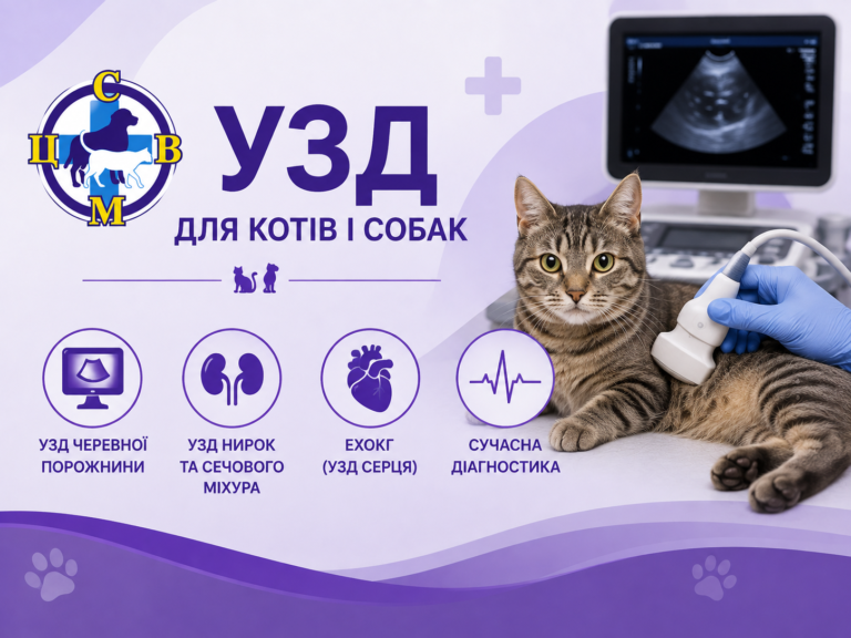 УЗД коту або собаці в Києві